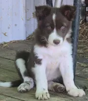 B6DR Rowan BBM4, a male Border Collie for sale in Cherryvale, KS – Photo 2 of 10