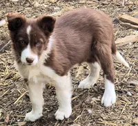 B6DR Rowan BBM4, a male Border Collie for sale in Cherryvale, KS – Photo 9 of 10