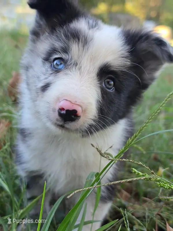B6DR JGM1 Kian – Border Collie puppy for sale in Cherryvale, KS