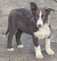 B6DR Nugget BBM1, a male Border Collie for sale in Cherryvale, KS – 4 of 10