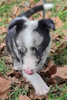 B6DR JGM2 Konnal, a male Border Collie for sale in Cherryvale, KS – 4 of 8