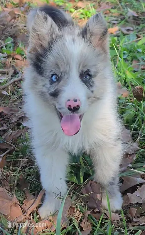 B6DR JGM5 Puck – Border Collie puppy for sale in Cherryvale, KS