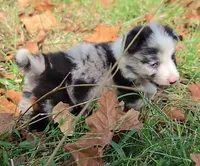 B6DR JGM1 Kian, a male Border Collie for sale in Cherryvale, KS – 2 of 8