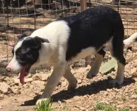 B6DR Bolt BBM2, a male Border Collie for sale in Cherryvale, KS – 4 of 8