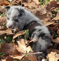 B6DR JGM3 Eoin, a male Border Collie for sale in Cherryvale, KS – 4 of 8
