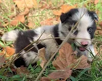 B6DR JGM1 Kian, a male Border Collie for sale in Cherryvale, KS – 8 of 8