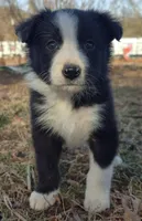 B6DR  Neo JGM4, a male Border Collie for sale in Cherryvale, KS – Photo 1 of 10