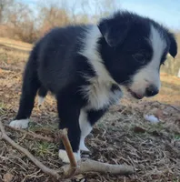 B6DR  Neo JGM4, a male Border Collie for sale in Cherryvale, KS – Photo 4 of 10