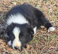 B6DR  Neo JGM4, a male Border Collie for sale in Cherryvale, KS – Photo 6 of 10