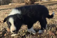 B6DR  Neo JGM4, a male Border Collie for sale in Cherryvale, KS – Photo 3 of 10