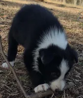 B6DR  Neo JGM4, a male Border Collie for sale in Cherryvale, KS – Photo 2 of 10