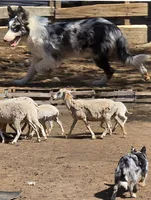 B6DR  Neo JGM4, a male Border Collie for sale in Cherryvale, KS – Photo 10 of 10