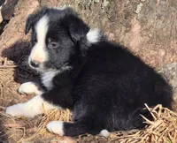 B6DR  Neo JGM4, a male Border Collie for sale in Cherryvale, KS – Photo 7 of 10