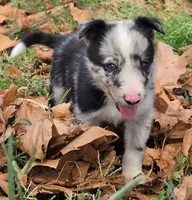 B6DR JGM2 Konnal, a male Border Collie for sale in Cherryvale, KS – 2 of 8