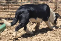 B6DR Bolt BBM2, a male Border Collie for sale in Cherryvale, KS – 8 of 8