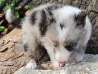 B6DR JGM5 Puck, a male Border Collie for sale in Cherryvale, KS – 4 of 8