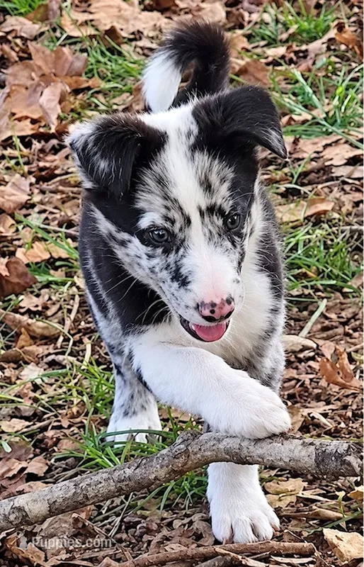 B6DR JGM2 Konnal – Border Collie puppy for sale in Cherryvale, KS