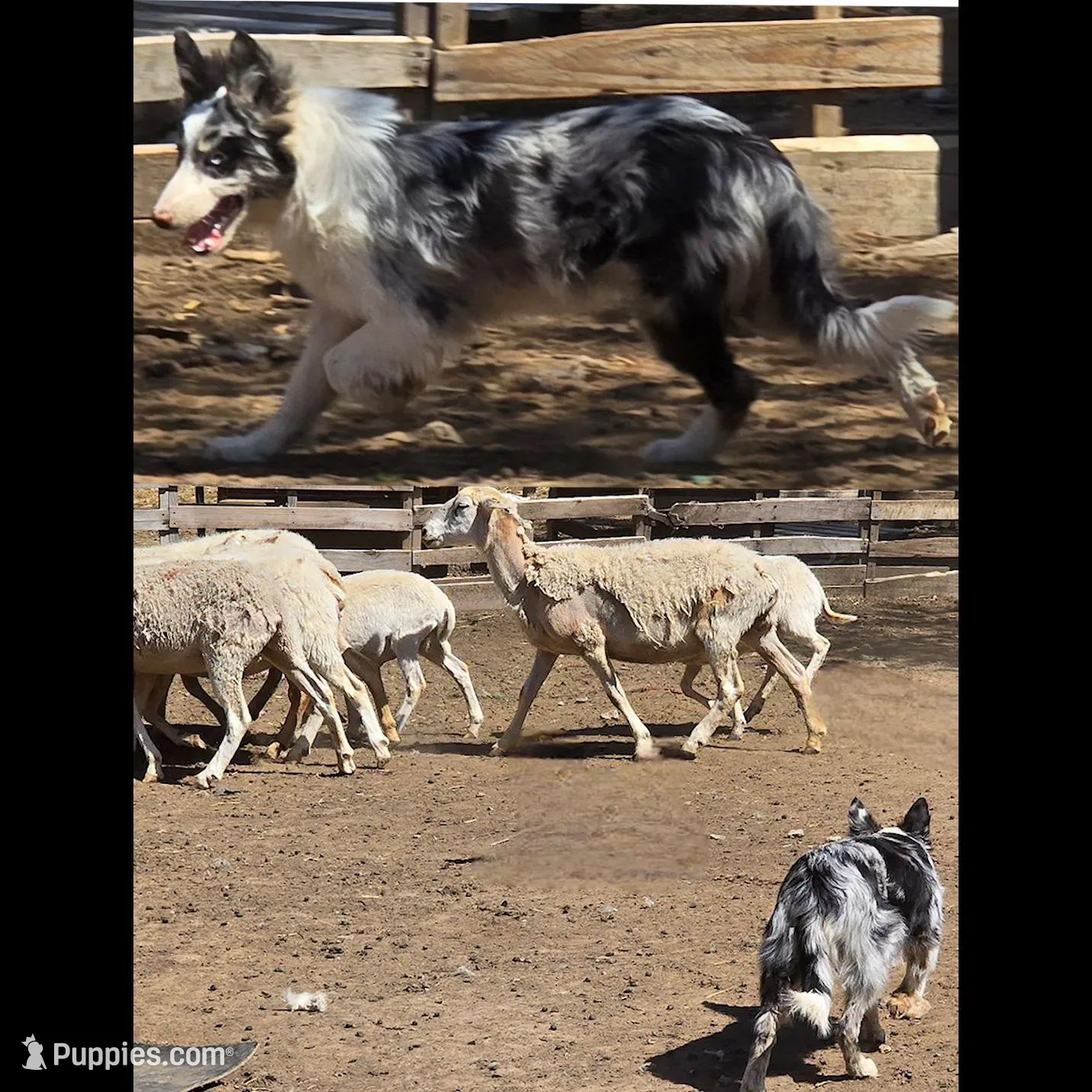B6DR  Juno JGM2, a male Border Collie for sale in Cherryvale, KS – Photo 9 of 10