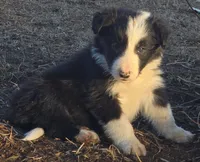 B6DR  Juno JGM2, a male Border Collie for sale in Cherryvale, KS – Photo 3 of 10