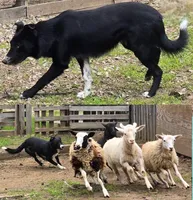 B6DR  Juno JGM2, a male Border Collie for sale in Cherryvale, KS – Photo 10 of 10