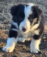 B6DR  Juno JGM2, a male Border Collie for sale in Cherryvale, KS – Photo 1 of 10
