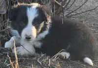 B6DR  Juno JGM2, a male Border Collie for sale in Cherryvale, KS – Photo 6 of 10