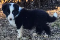 B6DR  Juno JGM2, a male Border Collie for sale in Cherryvale, KS – Photo 2 of 10