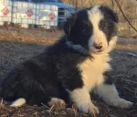 B6DR  Juno JGM2, a male Border Collie for sale in Cherryvale, KS – Photo 4 of 10