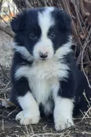 B6DR  Juno JGM2, a male Border Collie for sale in Cherryvale, KS – Photo 8 of 10