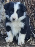 B6DR  Juno JGM2, a male Border Collie for sale in Cherryvale, KS – Photo 7 of 10