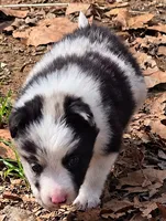 B6DR JGM1 Kian, a male Border Collie for sale in Cherryvale, KS – 5 of 8
