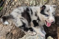 B6DR JGM3 Eoin, a male Border Collie for sale in Cherryvale, KS – 3 of 8