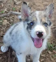 B6DR JGM6 Finn, a male Border Collie for sale in Cherryvale, KS – 2 of 10