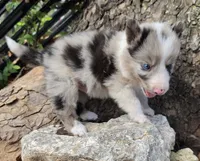 B6DR JGM5 Puck, a male Border Collie for sale in Cherryvale, KS – 8 of 8