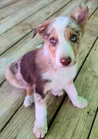 B6DR Kitsune "Kit", a male Border Collie for sale in Cherryvale, KS – Photo 6 of 10