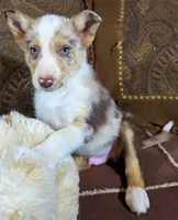 B6DR Kitsune "Kit", a male Border Collie for sale in Cherryvale, KS – Photo 5 of 10