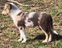 B6DR Kitsune "Kit", a male Border Collie for sale in Cherryvale, KS – Photo 8 of 10