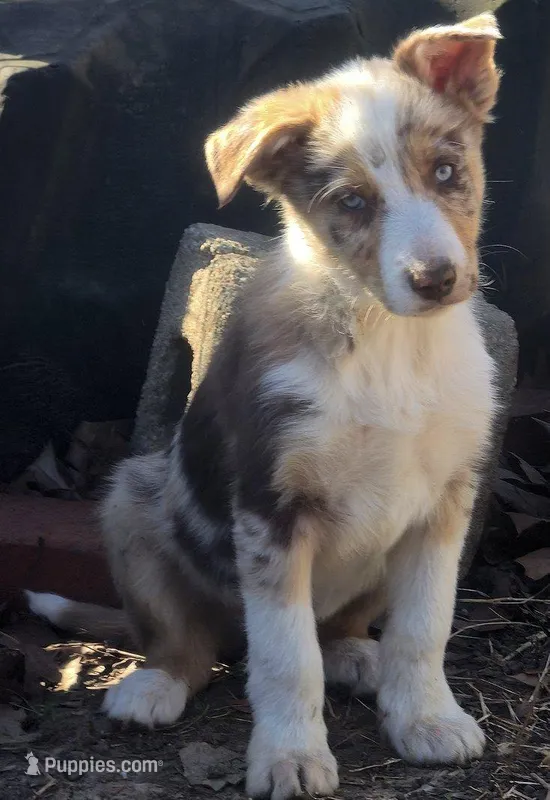 B6DR Kitsune "Kit" – Border Collie puppy for sale in Cherryvale, KS