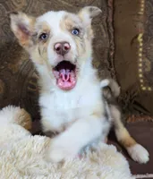 B6DR Kitsune "Kit", a male Border Collie for sale in Cherryvale, KS – Photo 6 of 10