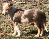 B6DR Kitsune "Kit", a male Border Collie for sale in Cherryvale, KS – Photo 7 of 10