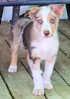 B6DR Kitsune "Kit", a male Border Collie for sale in Cherryvale, KS – Photo 2 of 10