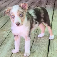 B6DR Kitsune "Kit", a male Border Collie for sale in Cherryvale, KS – Photo 4 of 10