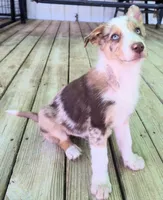 B6DR Kitsune "Kit", a male Border Collie for sale in Cherryvale, KS – Photo 5 of 10