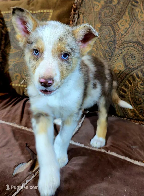 B6DR Kitsune "Kit", a male Border Collie for sale in Cherryvale, KS – Photo 1 of 10