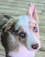 B6DR Kitsune "Kit", a male Border Collie for sale in Cherryvale, KS – Photo 3 of 10