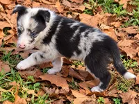 B6DR JGM2 Konnal, a male Border Collie for sale in Cherryvale, KS – 7 of 8