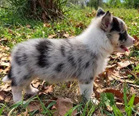 B6DR JGM6 Finn, a male Border Collie for sale in Cherryvale, KS – 8 of 8
