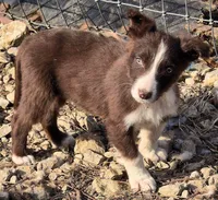 B6DR Nugget BBM1, a male Border Collie for sale in Cherryvale, KS – Photo 10 of 10