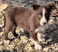 B6DR Nugget BBM1, a male Border Collie for sale in Cherryvale, KS – Photo 2 of 10