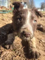 B6DR Nugget BBM1, a male Border Collie for sale in Cherryvale, KS – Photo 9 of 10